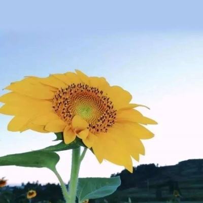 加拿大南宫NG娱乐app下载